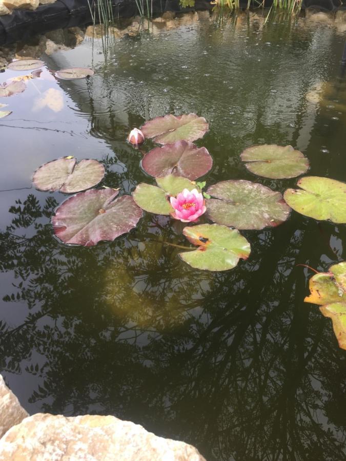 Lelle-Kert Apartman 01 Balatonlelle Exteriör bild